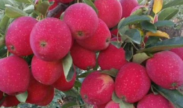 鸡心果,营养与美味的完美结合